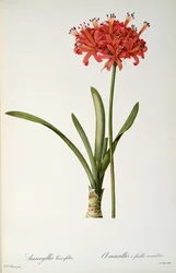 Amaryllis Curvifolia, 1809, from 